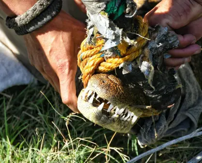 Cocodrilo es rescatado en el ejido El Olmo de Victoria ¿a dónde será reubicado?