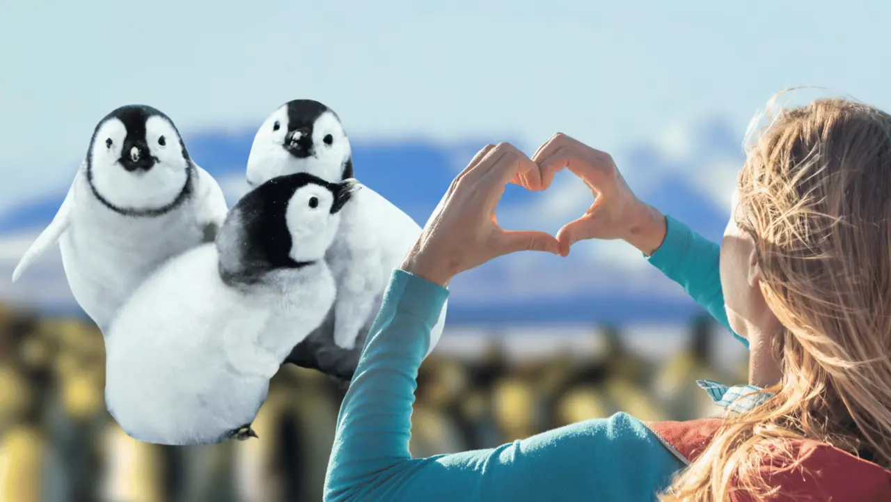 ¿Te gustan los pingüinos? Aquí te decimos cómo puedes apadrinar uno. Foto: Canva.