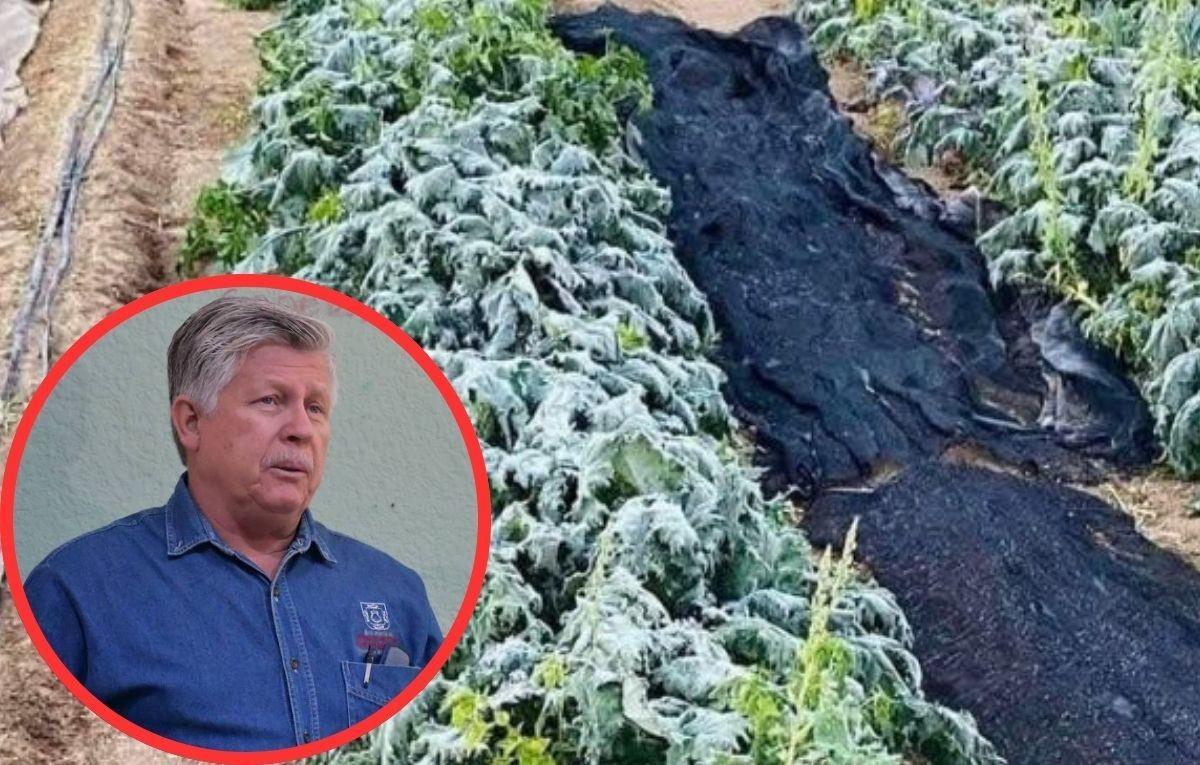 Las heladas en Baja California Sur, que llegaron a -2 °C, no son consideradas graves por las autoridades, pero los productores siguen atentos a la posible recuperación de sus cultivos.
