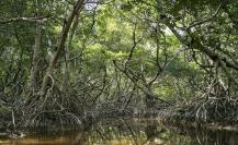 ¿Cuál es la importancia de los manglares para el ecosistema de Yucatán?