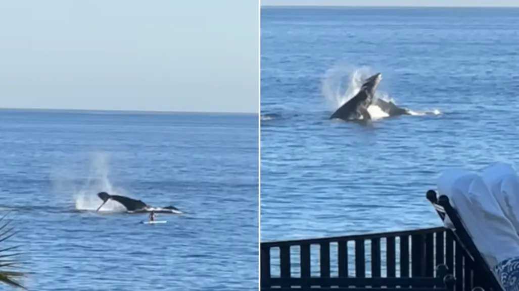 ¡Video impactante! Ballenas saltan a metros de turista en playa de Los Cabos