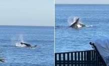 ¡Video impactante! Ballenas saltan a metros de turista en playa de Los Cabos