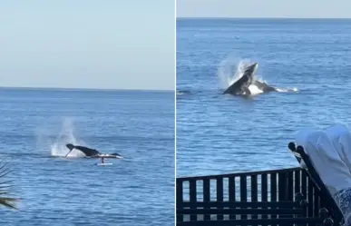 ¡Video impactante! Ballenas saltan a metros de turista en playa de Los Cabos