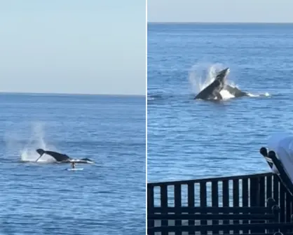 ¡Video impactante! Ballenas saltan a metros de turista en playa de Los Cabos