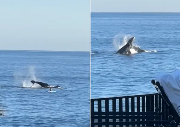 ¡Video impactante! Ballenas saltan a metros de turista en playa de Los Cabos