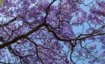 5 parques de CDMX donde puedes disfrutar y apreciar jacarandas