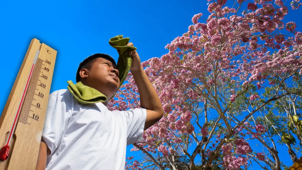 Maculís, el árbol que anuncia el fin del frío; así predice la llegada del calor