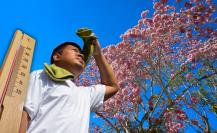 Maculís, el árbol que anuncia el fin del frío; así predice la llegada del calor