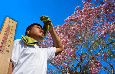 Maculís, el árbol que anuncia el fin del frío; así predice la llegada del calor