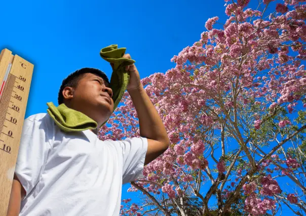 Maculís, el árbol que anuncia el fin del frío; así predice la llegada del calor