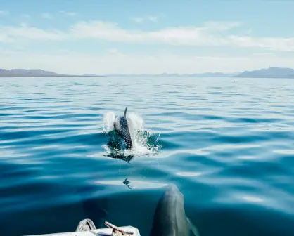 ¿Qué hacer en Mulegé? Pesca, esnórquel y mariscos, ¡descubre los mejores tours!