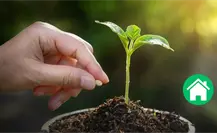 ¿Conviene sembrar en casa frijol de la región de Los Llanos de Durango?