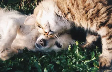 Félix Arratia impulsa jornada de adopción de mascotas junto a la Asociación AdoptADog
