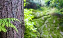 Los árboles nativos de Nuevo León y su impacto en el medio ambiente y la vida urbana