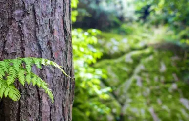 Los árboles nativos de Nuevo León y su impacto en el medio ambiente y la vida urbana