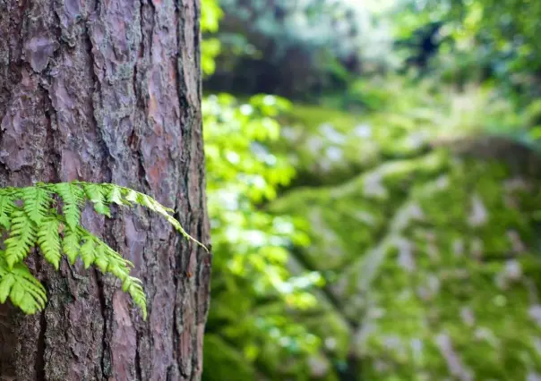 Los árboles nativos de Nuevo León y su impacto en el medio ambiente y la vida urbana