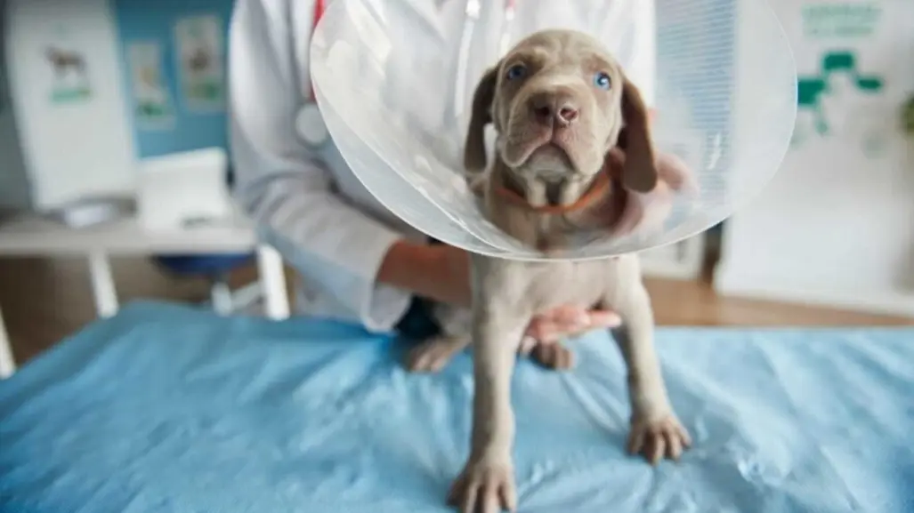 Esterilización masiva en Durango, atención a estos cuidados postoperatorios para tu mascota