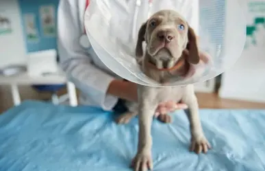 Esterilización masiva en Durango, atención a estos cuidados postoperatorios para tu mascota