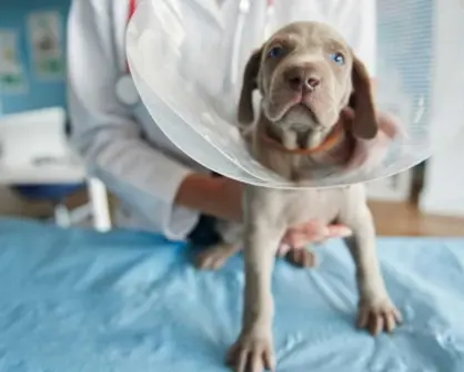 Esterilización masiva en Durango, atención a estos cuidados postoperatorios para tu mascota