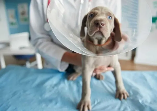 Esterilización masiva en Durango, atención a estos cuidados postoperatorios para tu mascota