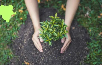 3 árboles nativos de Durango que puedes plantar en tu jardín