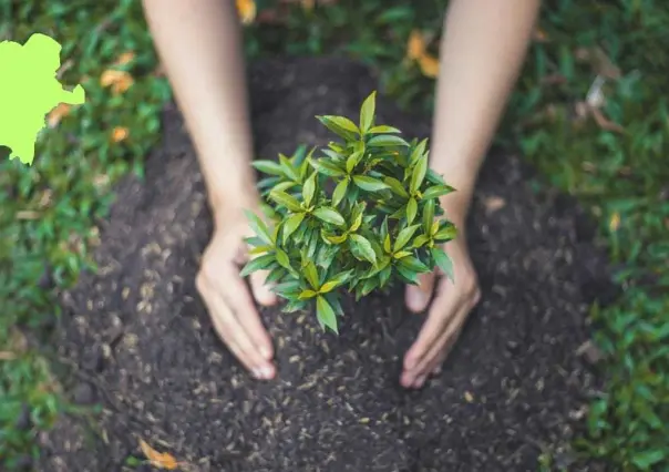 3 árboles nativos de Durango que puedes plantar en tu jardín