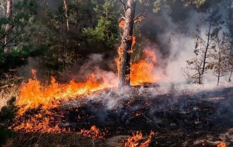 Incendios forestales en el Edomex: estrategias para evitar la quema de pastizales