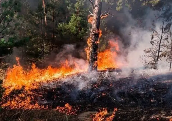 Incendios forestales en el Edomex: estrategias para evitar la quema de pastizales