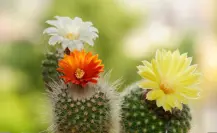 Flora nativa de Durango con potencial para jardines públicos y diseño urbano