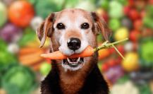 ¿Qué frutas y verduras pueden comer las mascotas?