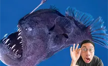 ¿El pez diablo negro es peligroso? Esto se sabe
