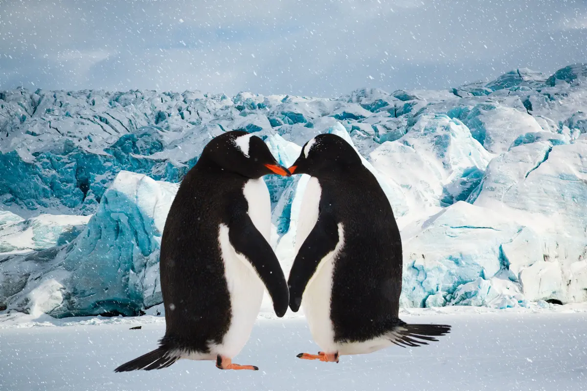 En los parajes más fríos del mundo, los pingüinos destacan por su vida comunitaria y su monogamia, eligiendo una pareja para toda la vida. Foto: Canva