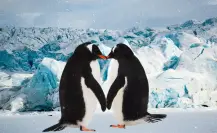 El pingüino, el animal más fiel ¿por qué?