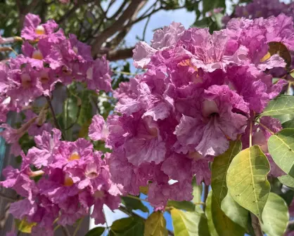 Maculís adornan de rosa las calles de Mérida