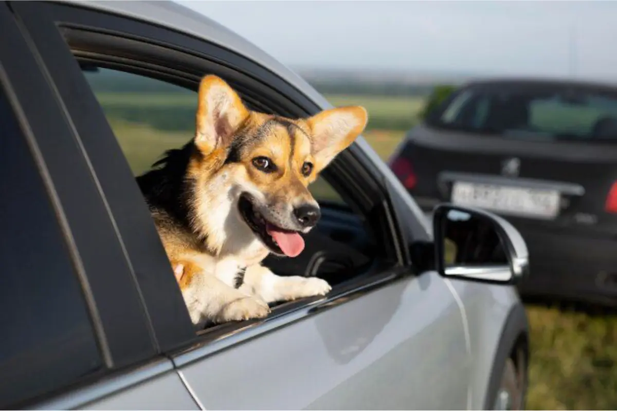 Llevar a tu perrito en la ventana del coche puede salirte caro y peligroso. Foto: Freepik