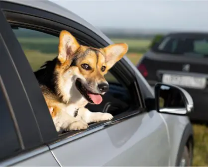 Multa por llevar a tu perro en la ventana del coche: todo lo que tienes que saber