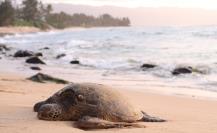 5 playas de BCS clave para la anidación de tortugas donde debes evitar vehículos