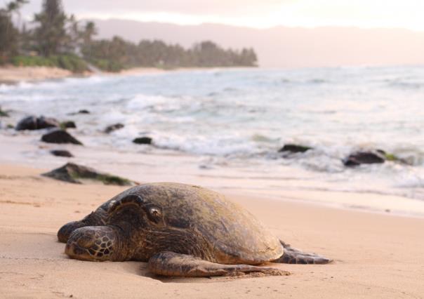 5 playas de BCS clave para la anidación de tortugas donde debes evitar vehículos