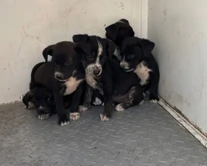 ¡Bravo! Rescatan a 9 cachorros maltratados en Huixquilucan