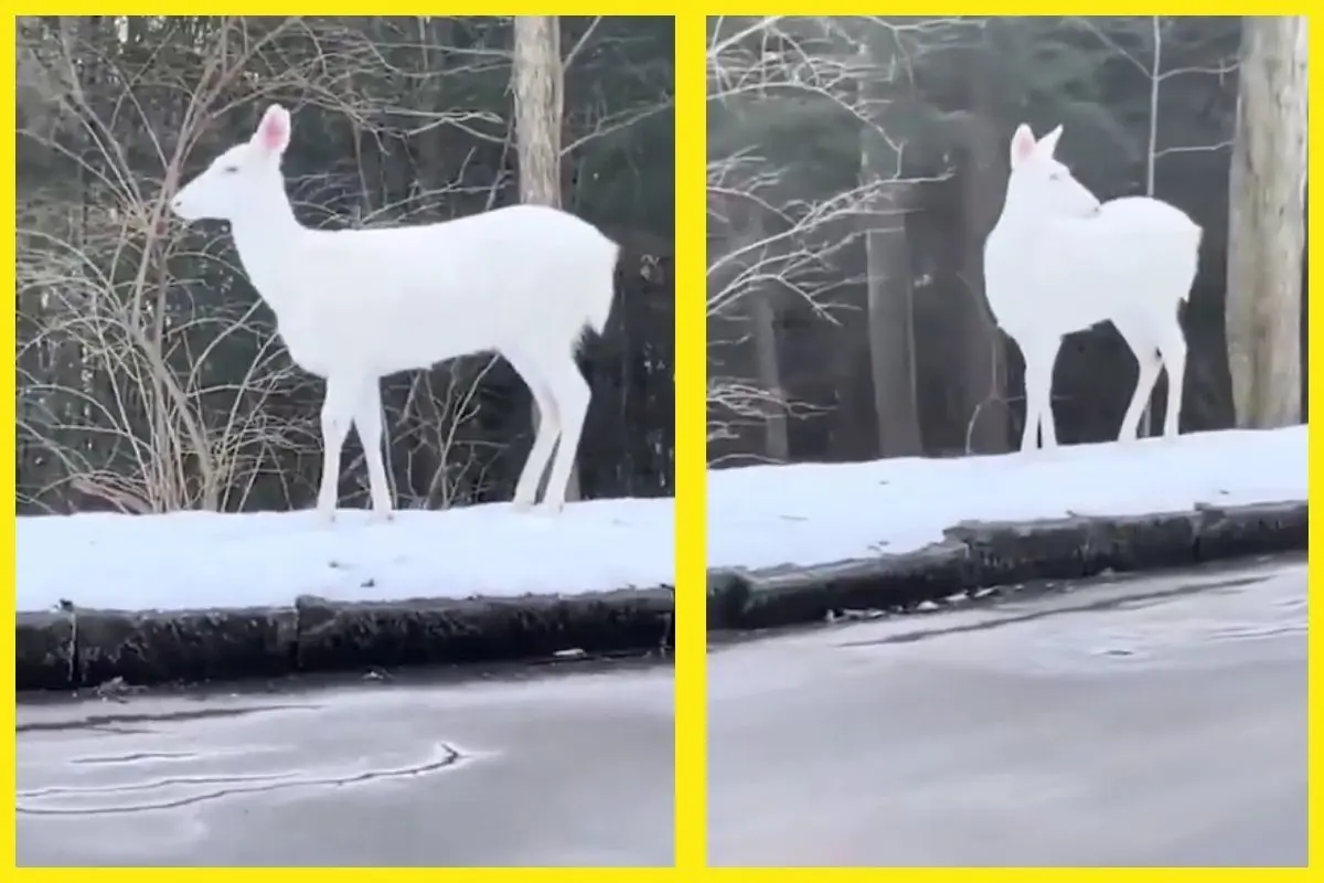 Solo nace un ciervo por cada 30 mil, según la Comisión de Recursos de Vida Silvestre de Carolina del Norte. Foto: Captura de pantalla TikTok @carolynnrs