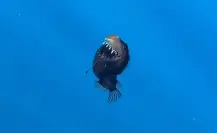 Pez Diablo: 3 datos curiosos de este animal