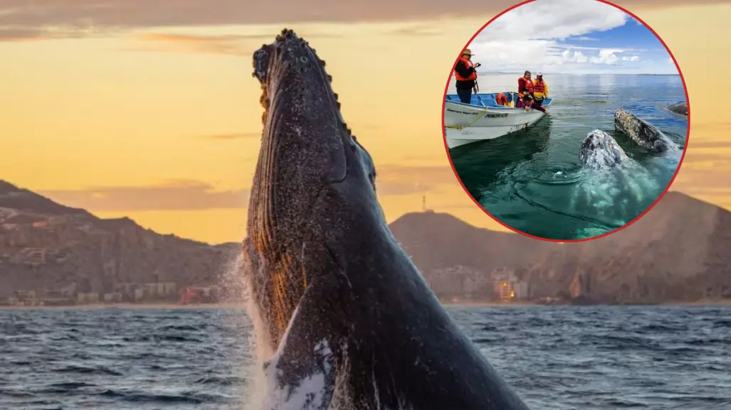 De Alaska a México, más de 220 ballenas grises ya nadan en Laguna San Ignacio y Bahía Magdalena