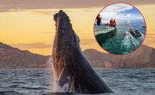 De Alaska a México, más de 220 ballenas grises ya nadan en Laguna San Ignacio y Bahía Magdalena