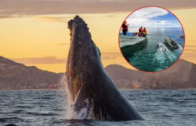 De Alaska a México, más de 220 ballenas grises ya nadan en Laguna San Ignacio y Bahía Magdalena