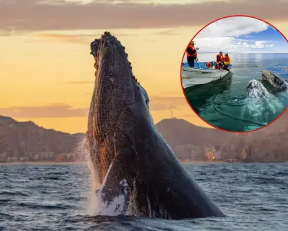 De Alaska a México, más de 220 ballenas grises ya nadan en Laguna San Ignacio y Bahía Magdalena