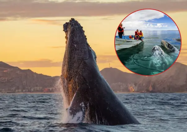 De Alaska a México, más de 220 ballenas grises ya nadan en Laguna San Ignacio y Bahía Magdalena