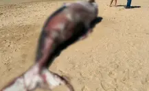 ¿Por qué se varó la ballena en El Pescadero? Expertos revelan que se separó de su madre