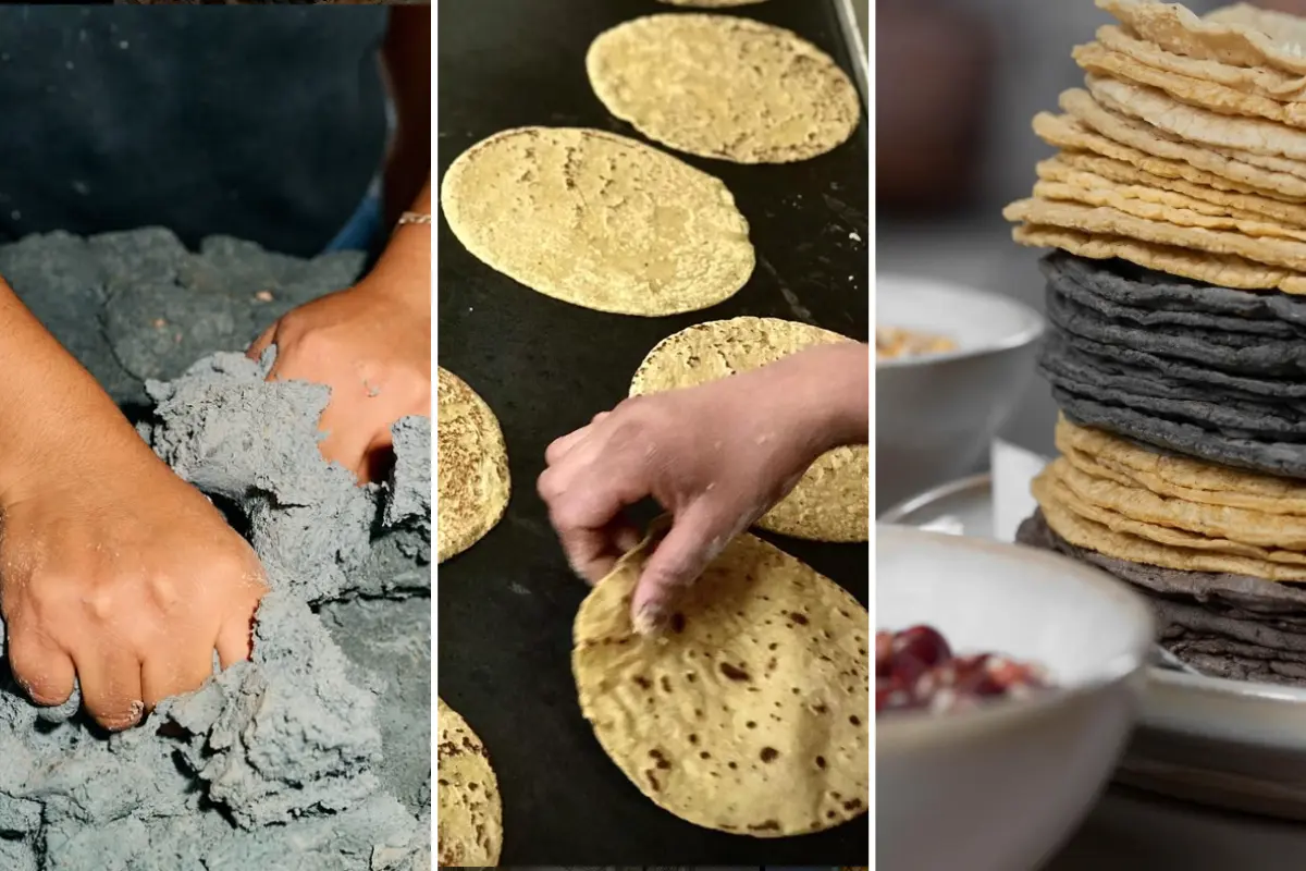 Personas amasando masa de maíz, persona volteando tortillas y tortillas de diferentes granos de maíz.    Foto: IG (maizajo) | IG (calymaiz) | IG (molinopujol) | CANVA