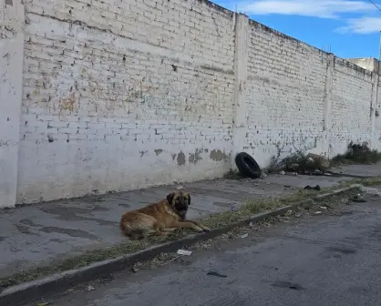 Esterilización masiva en Durango: 3 razones por las que debes operar a tu mascota