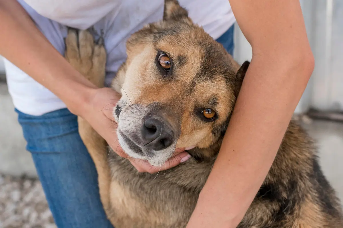 Si te interesa adoptar un perrito, puedes acudir al Centro de Bienestar Animal Parque España/Foto: Source